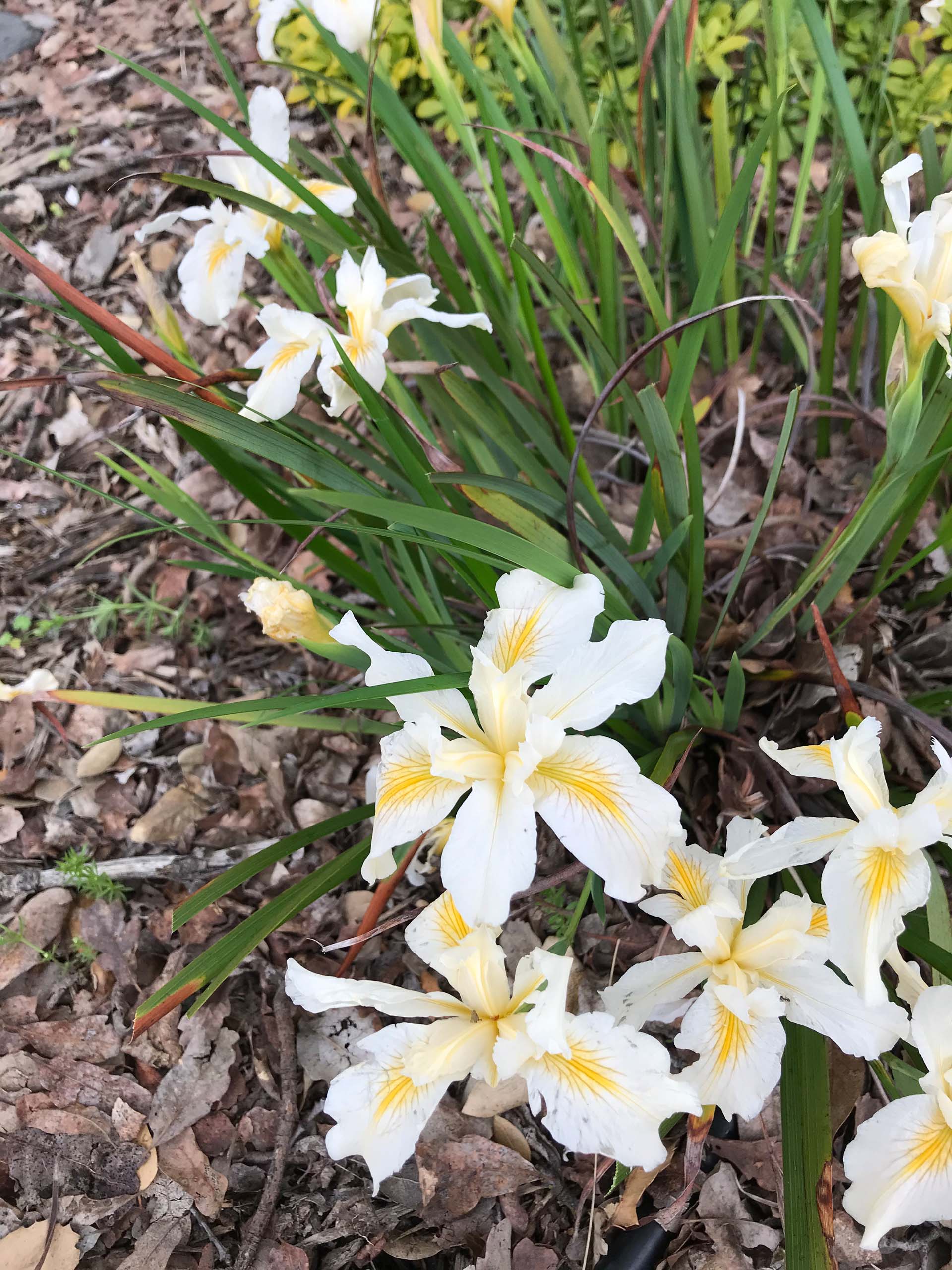 Douglas iris ‘Canyon Snow,’ Iris douglasiana ‘Canyon Snow.‘