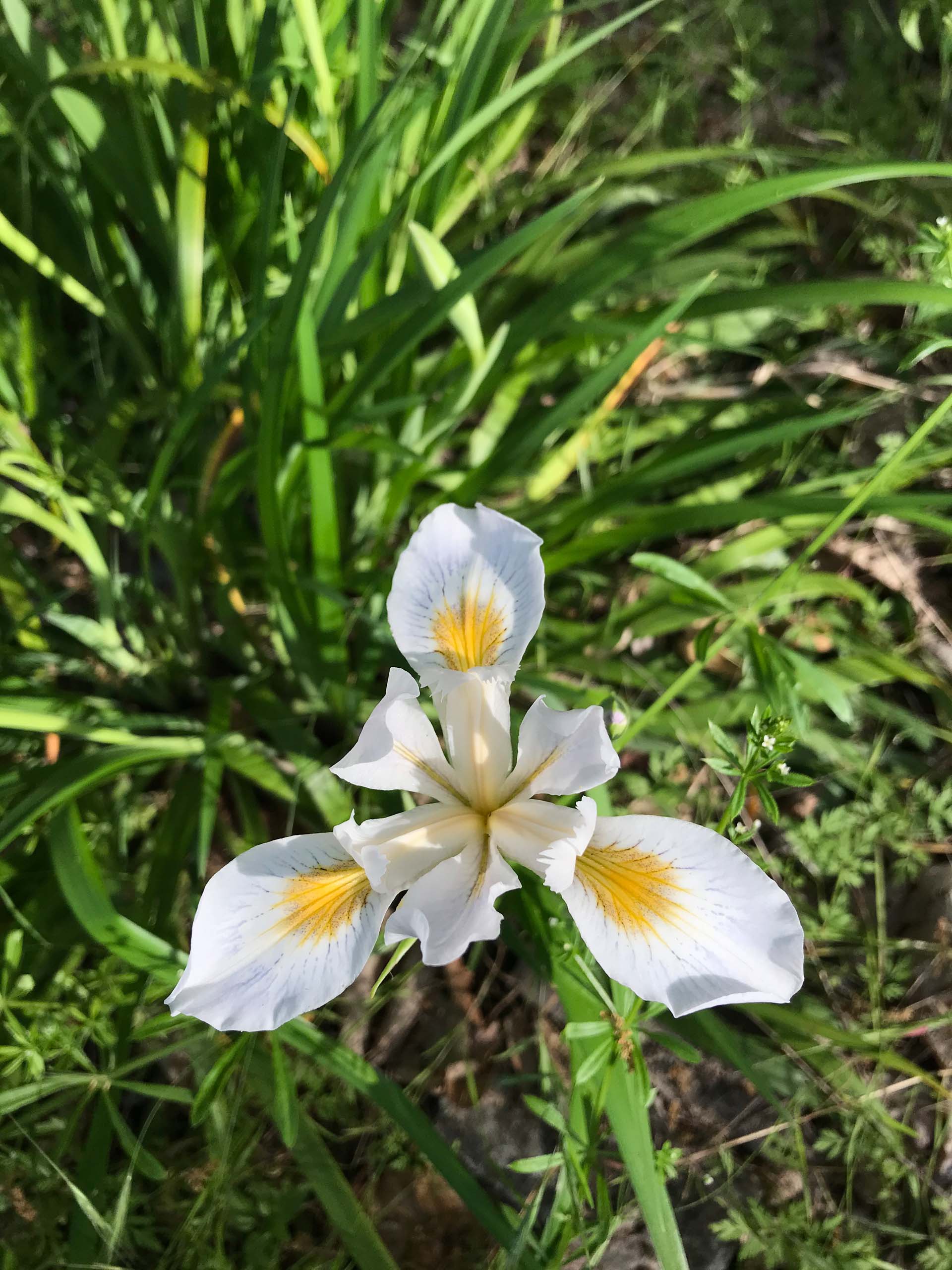 Douglas iris, Iris douglasiana, flower.