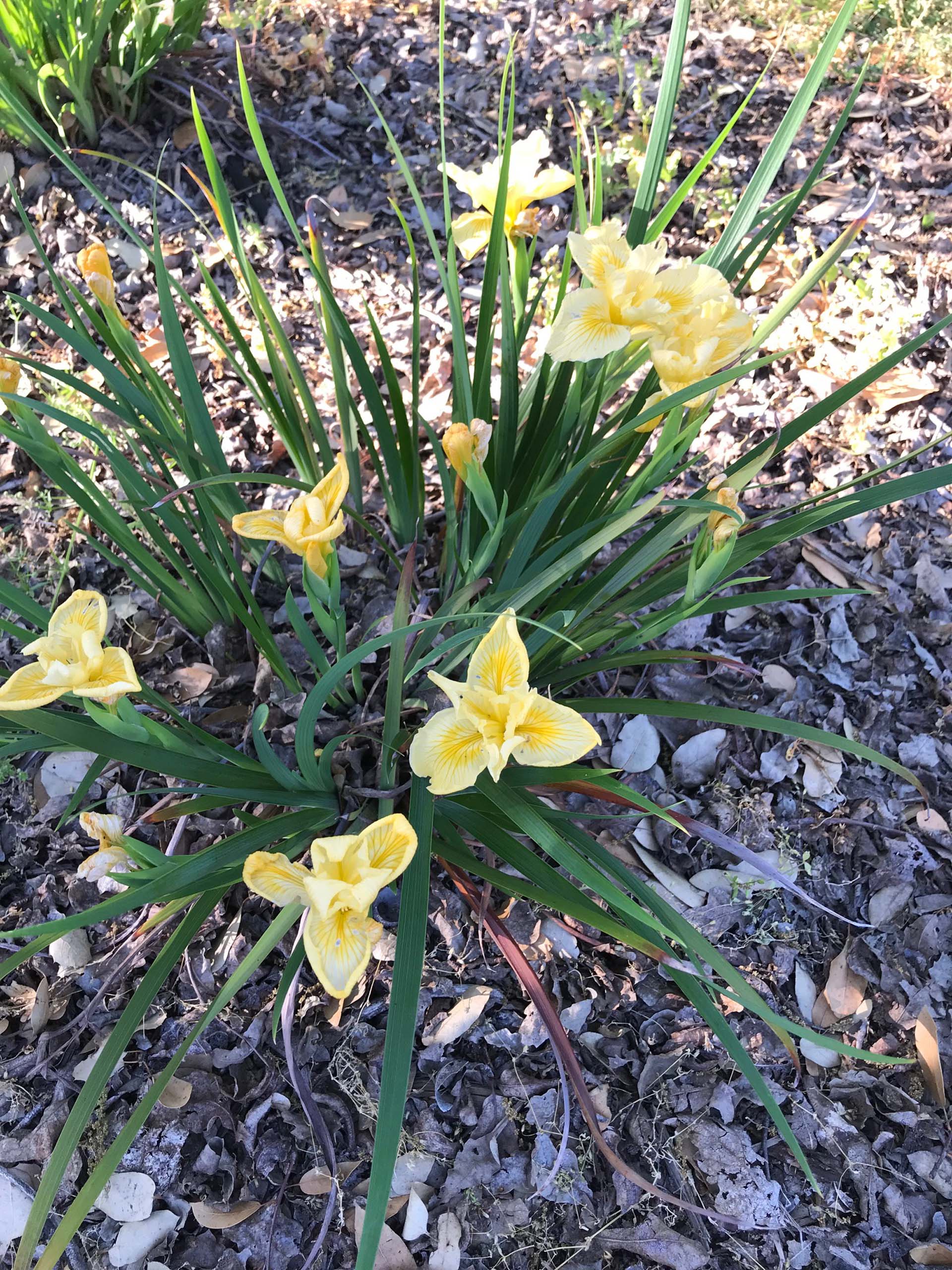 Douglas iris, Iris douglasiana, in yellow.