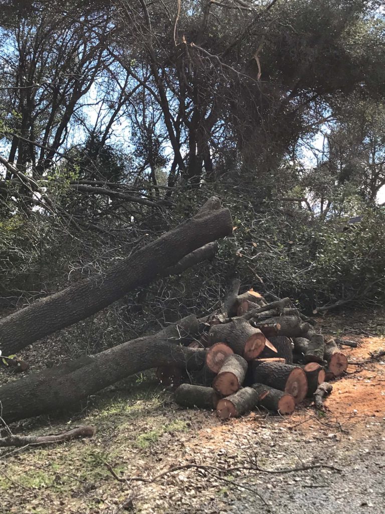 Four full-sized trees fell across the driveway at the Libonati-Barnes residence during Snowmageddon 2019.