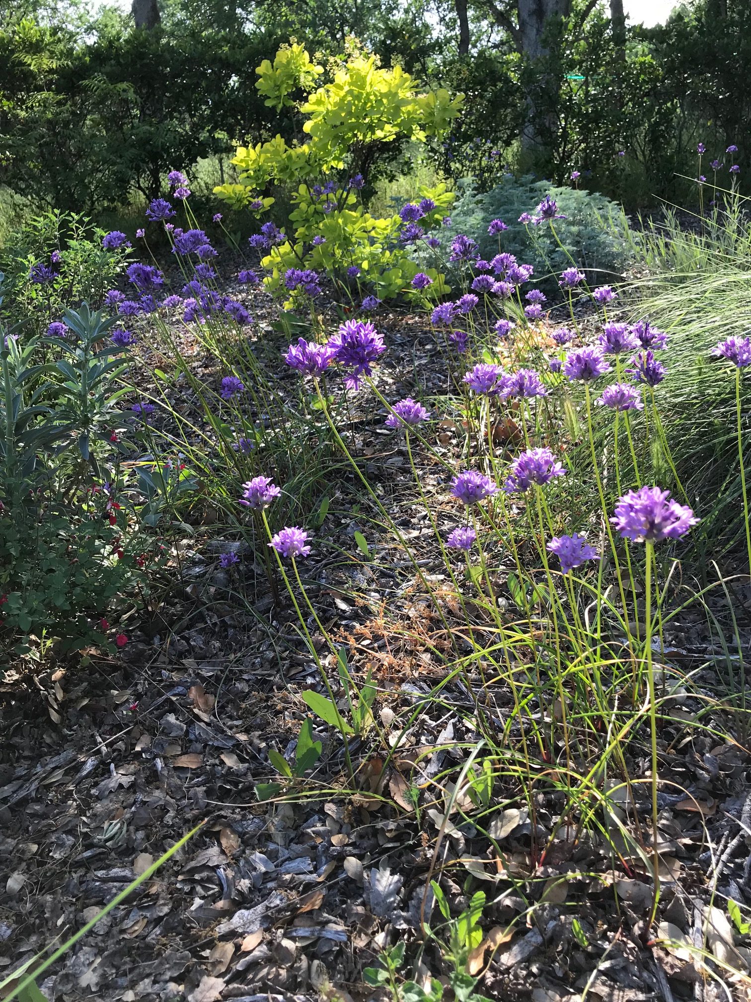 Wild hyacinth, Dichelostemma multiflorum.