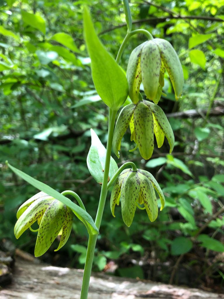 Checker lily. C. Harvey.