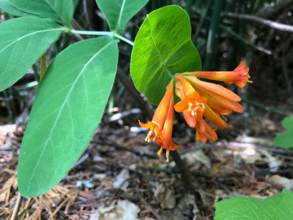 Orange honeysuckle. C. Harvey.