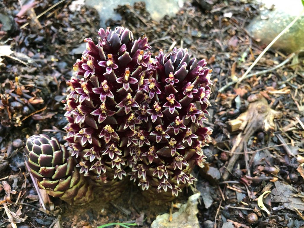 California groundcone. C. Harvey.