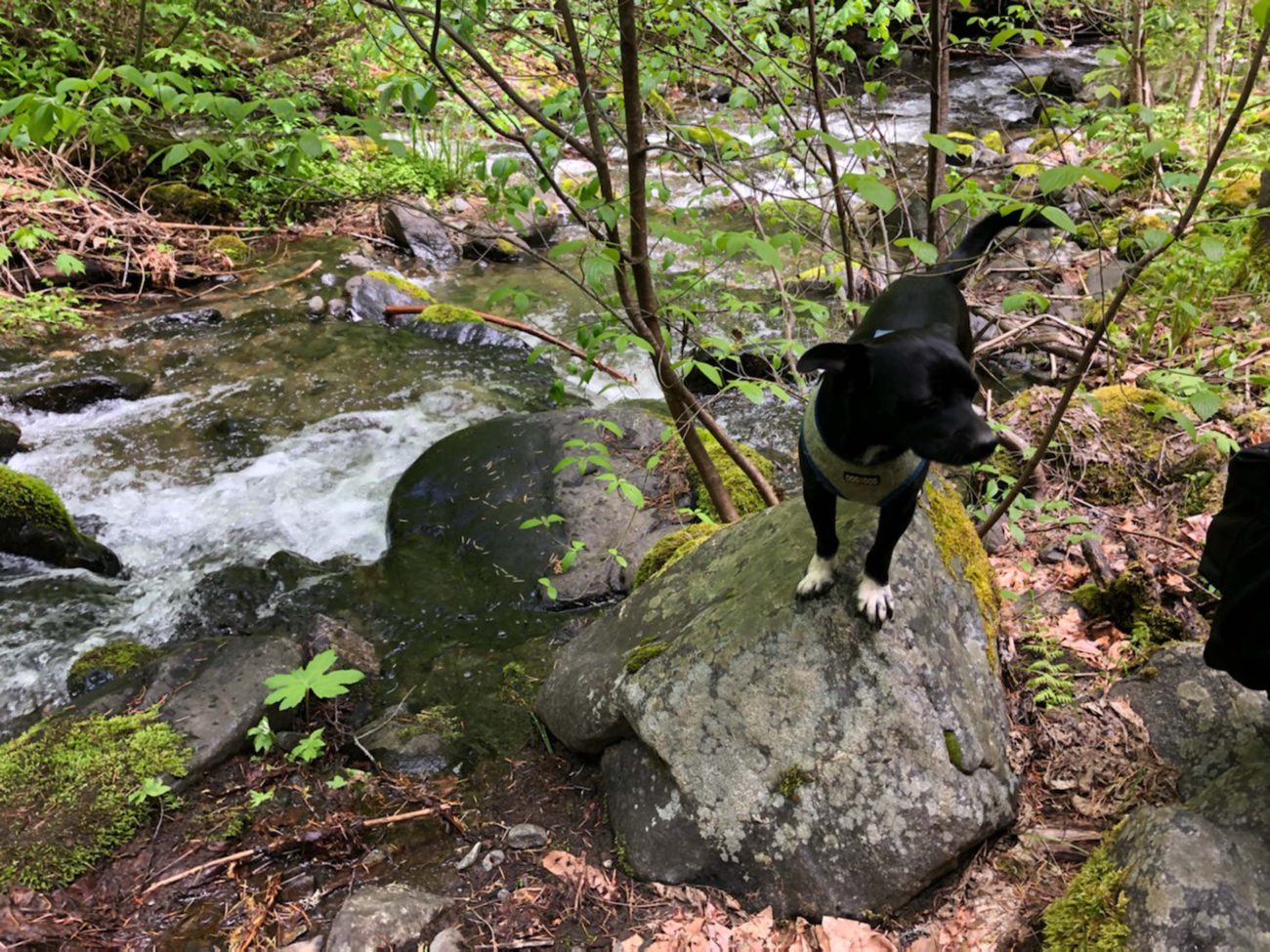 Baxter at East Weaver Creek. C. Harvey.