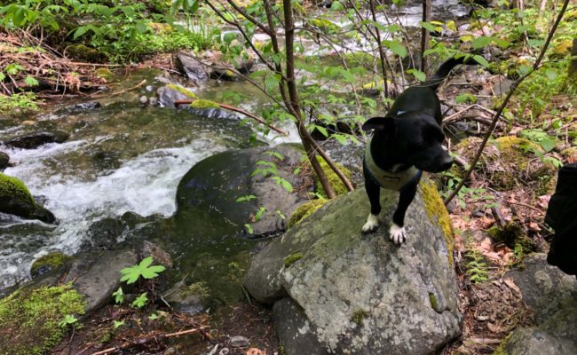 Baxter at East Weaver Creek. C. Harvey.