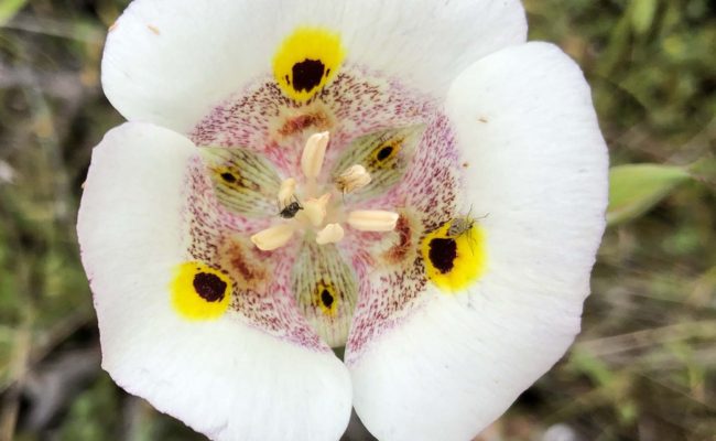 Superb mariposa lily. C. Harvey.