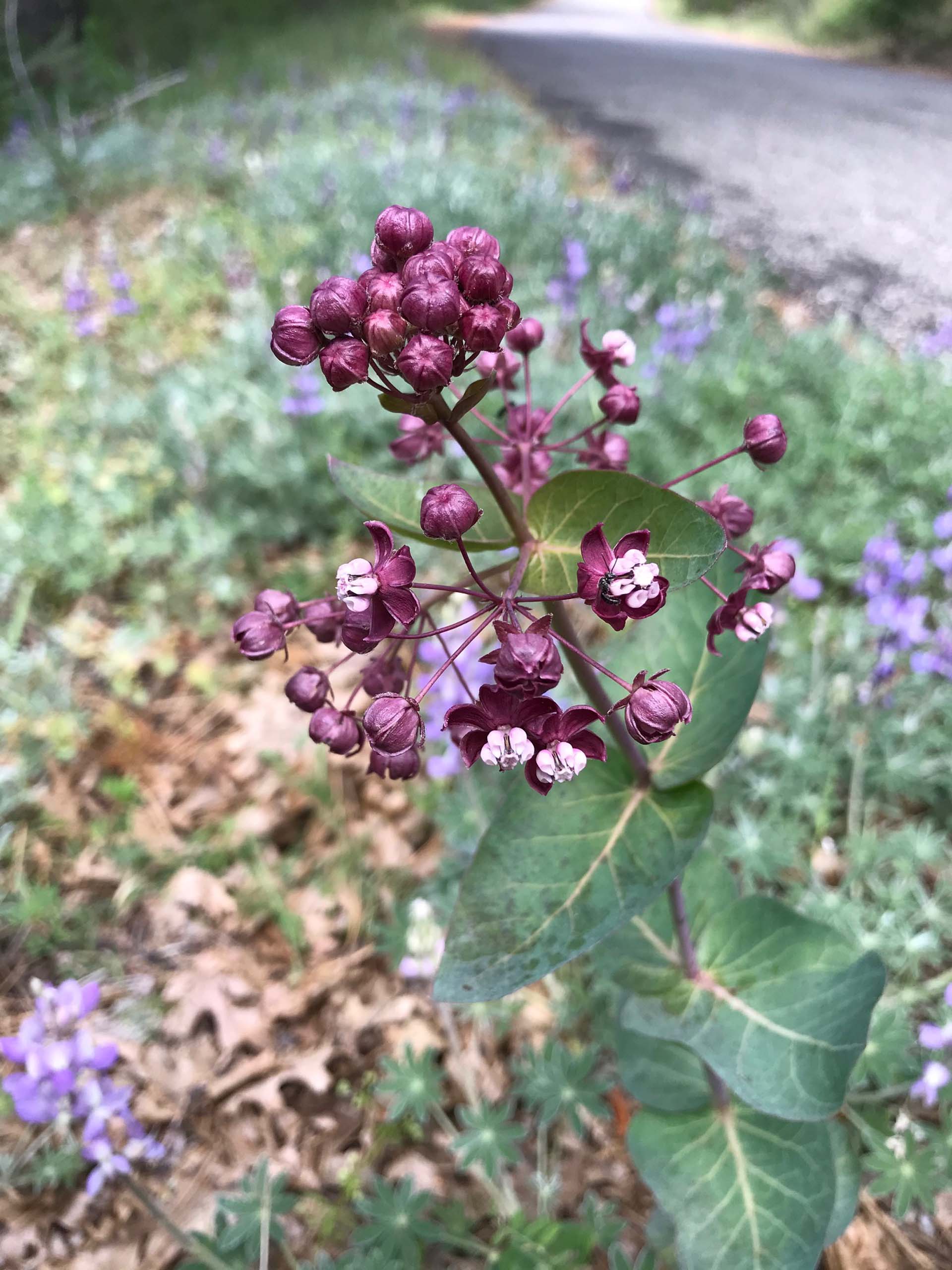 Purple milkweed. S. Libonati-Barnes.