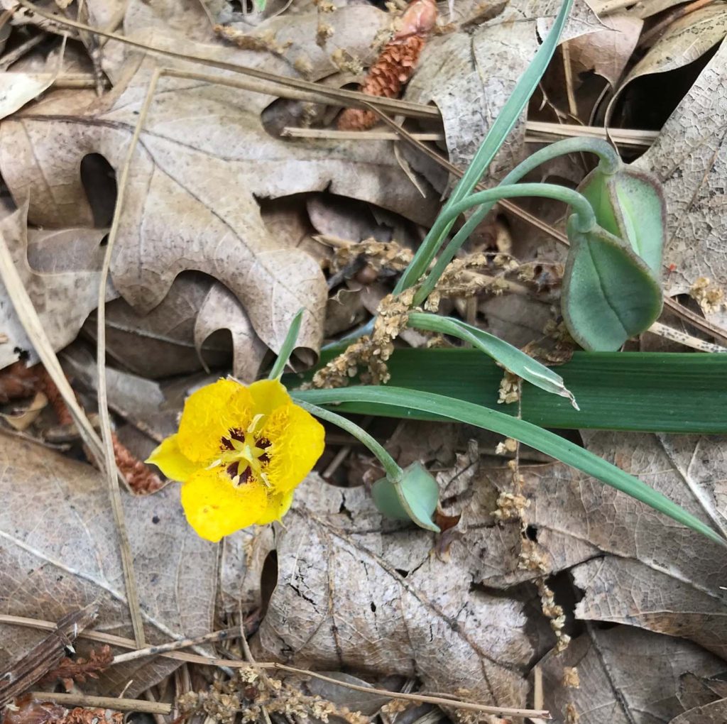 Yellow star-tulip. S. Libonati-Barnes.