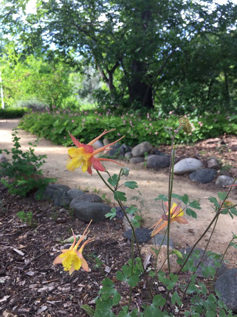 Western columbine. S. Jarrett.