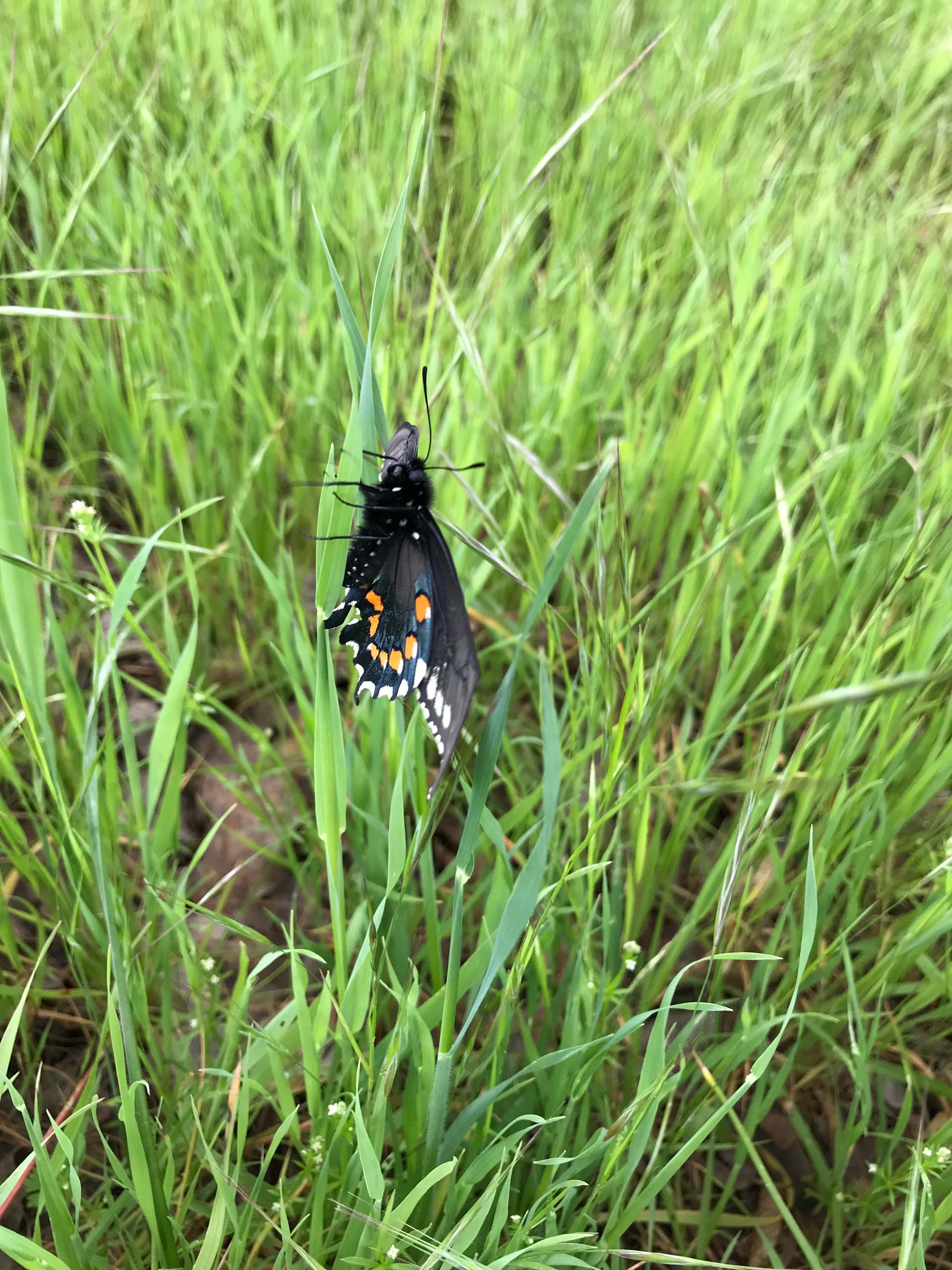 Pipevine swallowtail butterfly, Battus philenor.