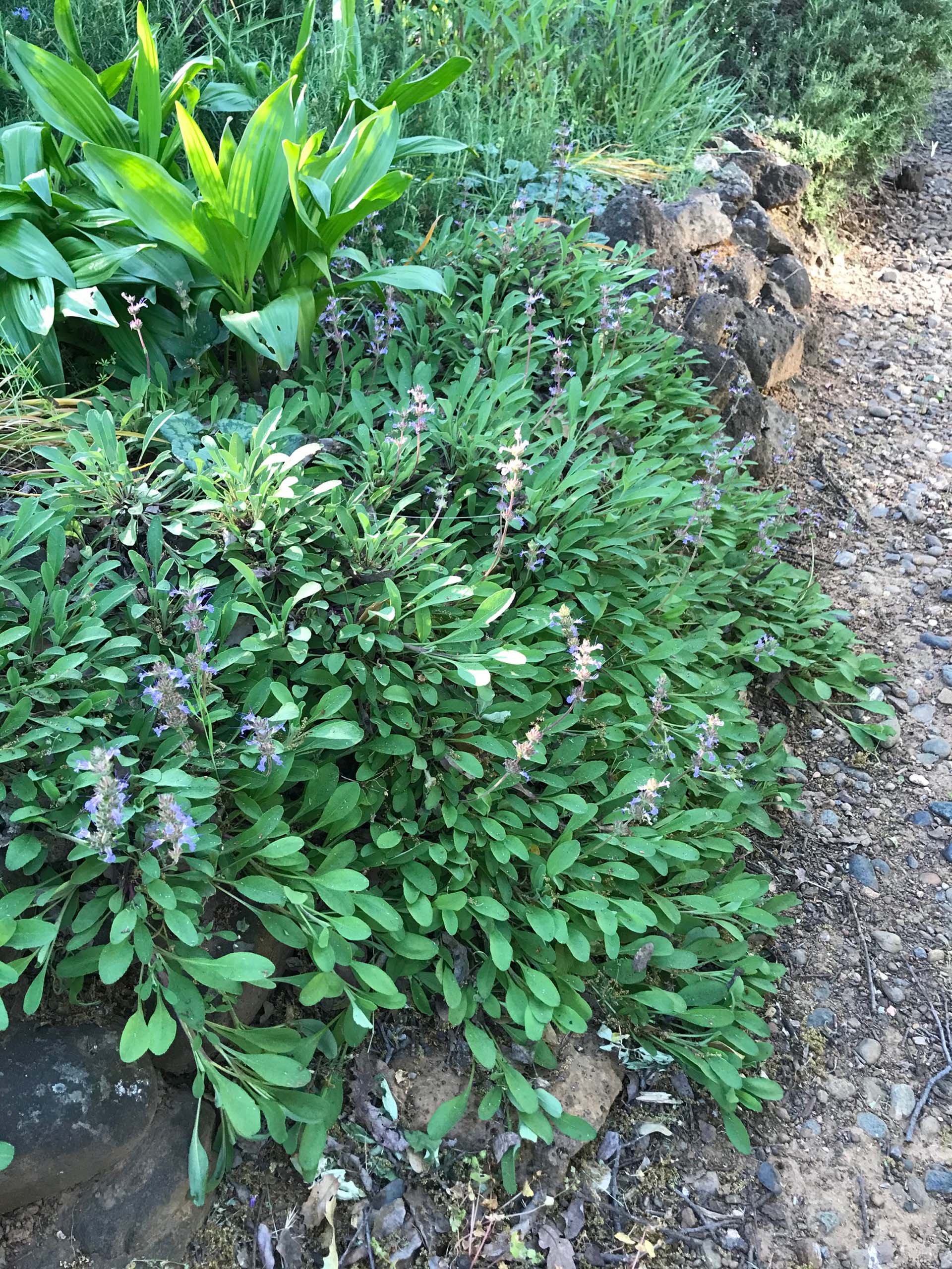 Sonoma or creeping sage, Salvia sonomensis.