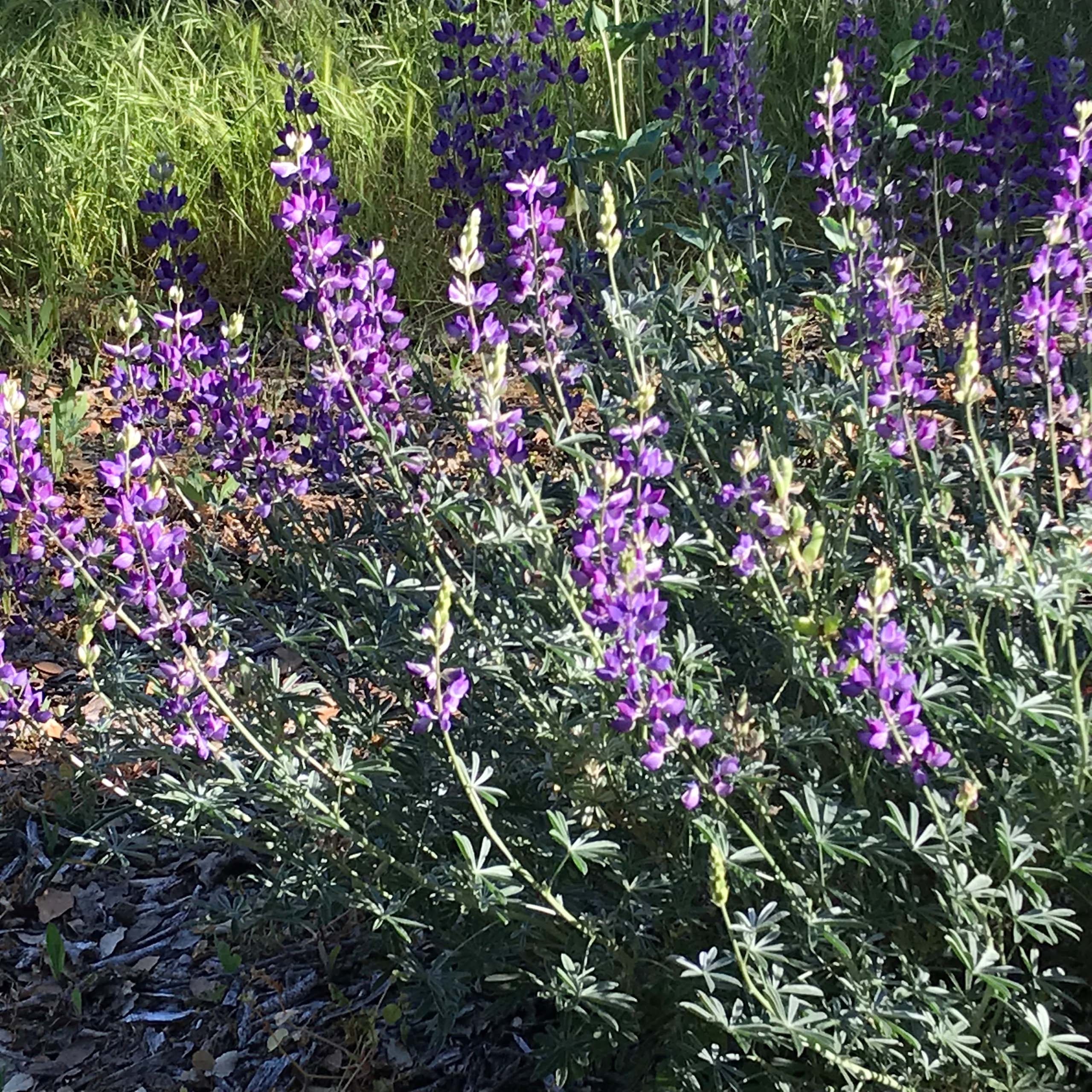 Silverbush lupine, Lupinus albifrons.