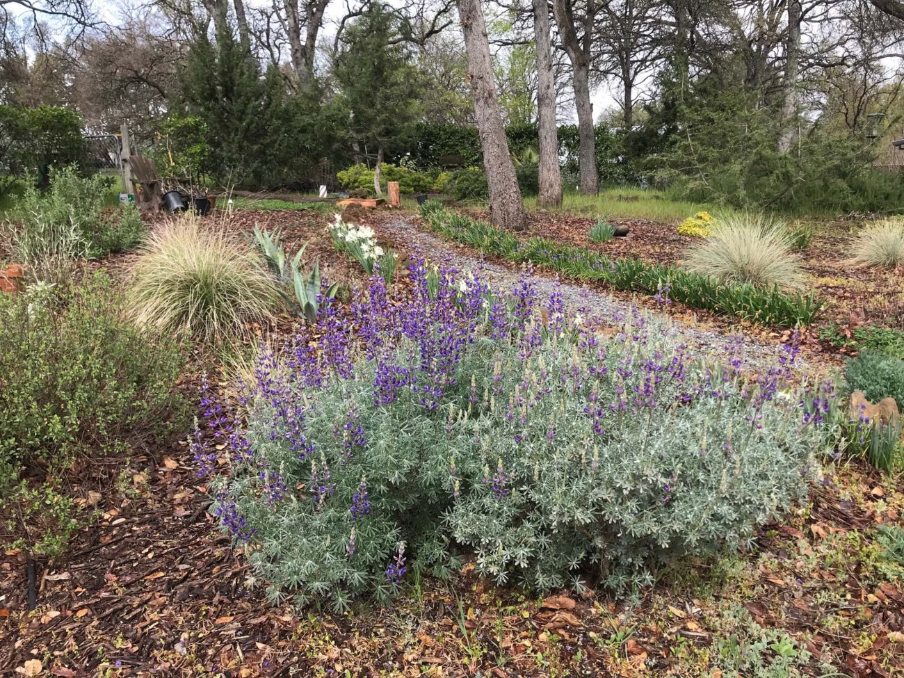 The Libonati-Barnes sun garden in early spring. Photo by Susan Libonati-Barnes.