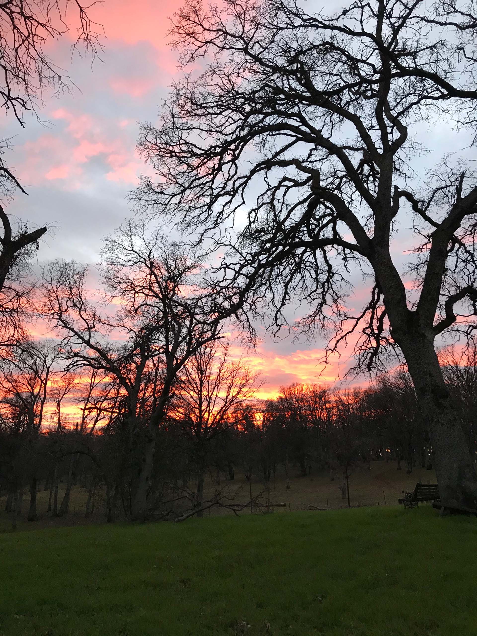 Sunset in the blue oak savanna.