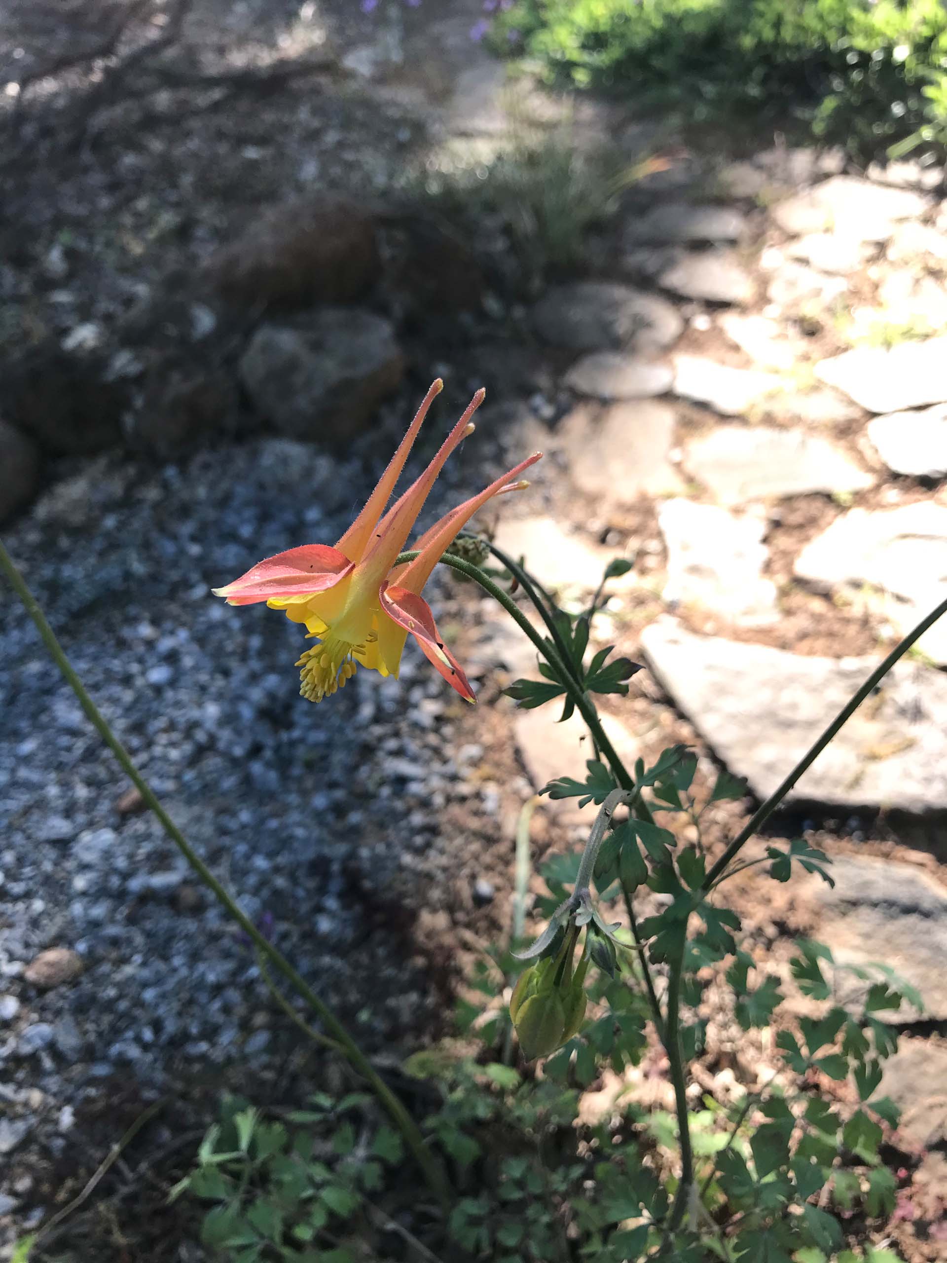 Western columbine, Aquilegia formosa.