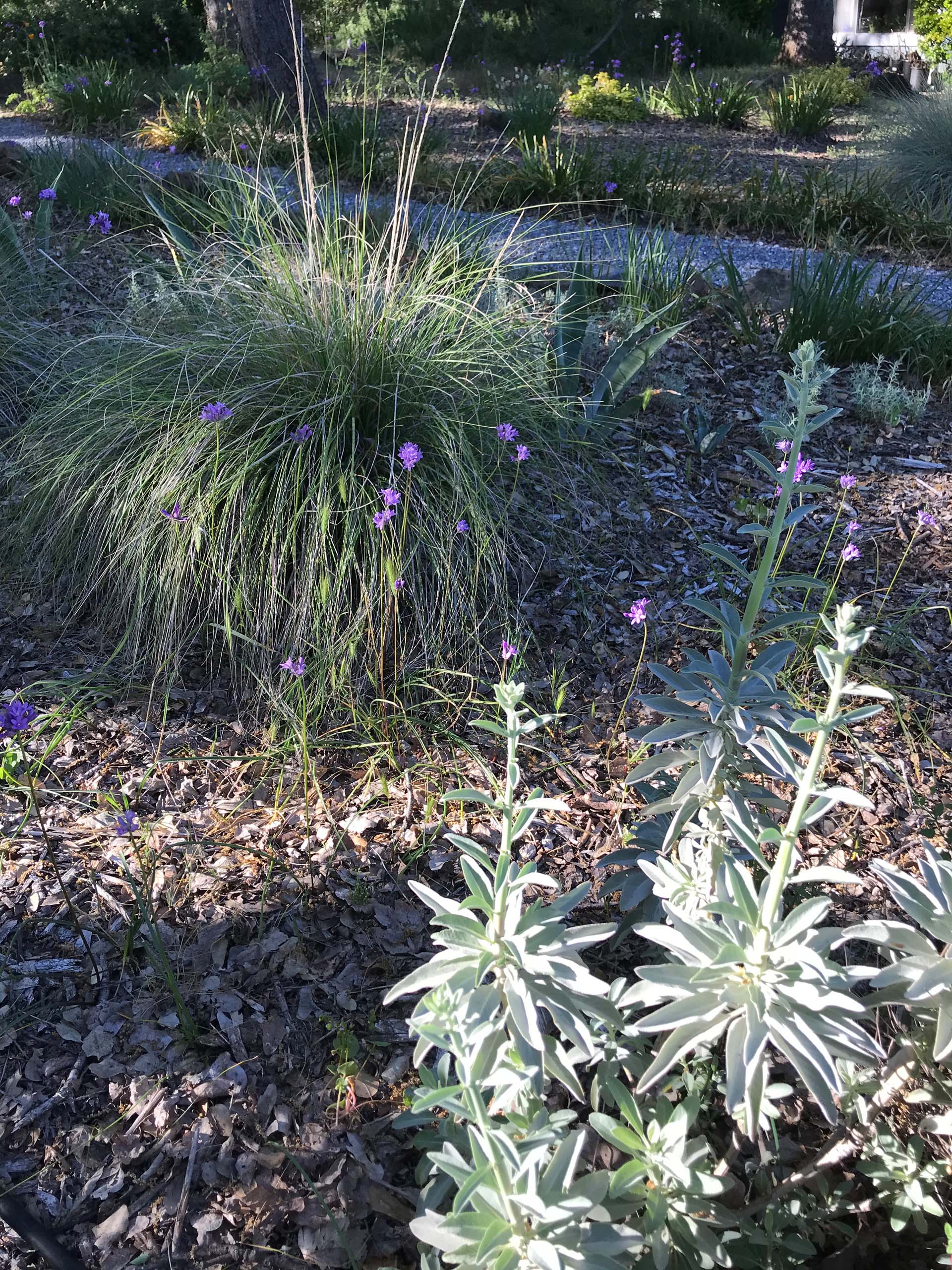 White sage, Salvia apiana; deergrass, Muhlenbergia rigens; and wild hyacinth, Dichelostemma multiflorum.