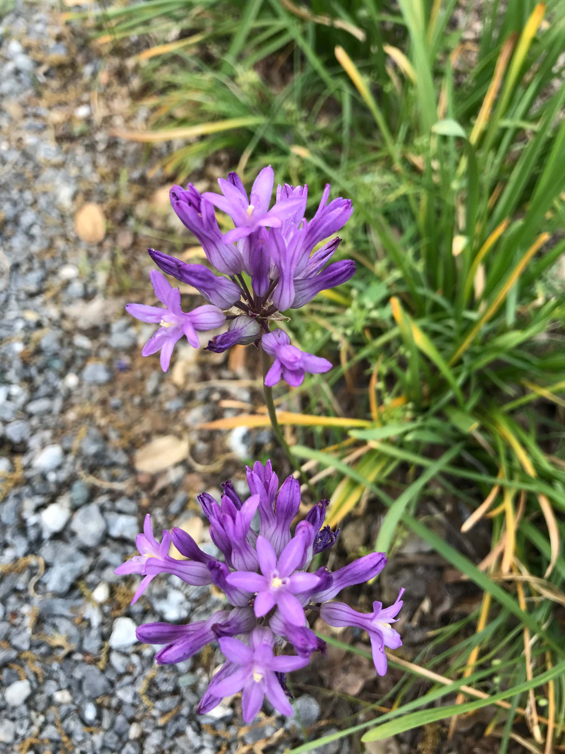 Wild hyacinth, Dichelostemma multiflorum.