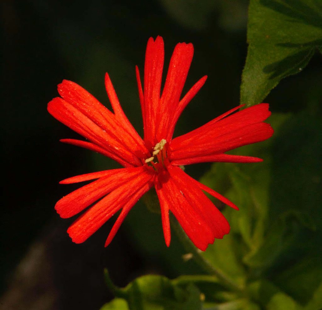 California Indian pink. W. Steffes.