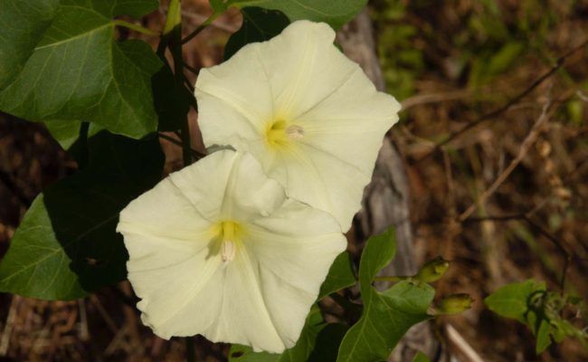 Western morning glory. W. Steffes.