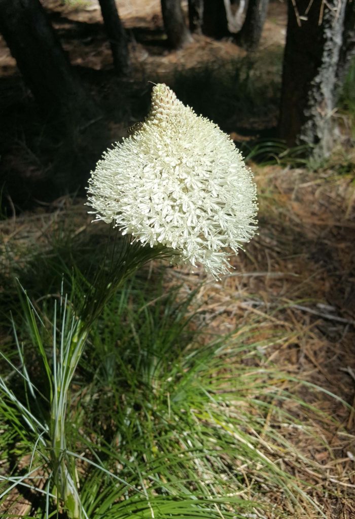 Bear-grass. J. Springer.