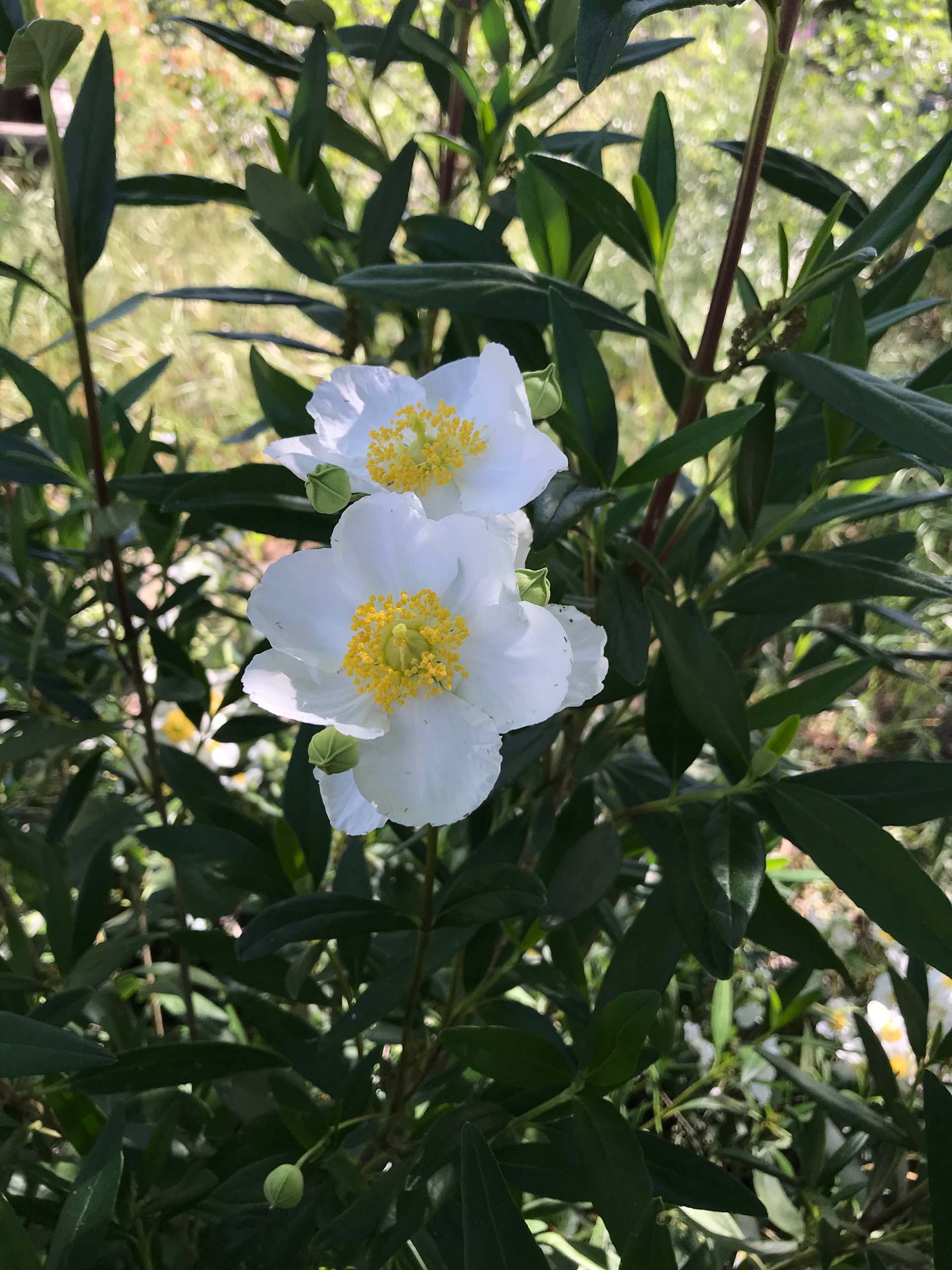 Bush anemone. S. Libonati-Barnes.