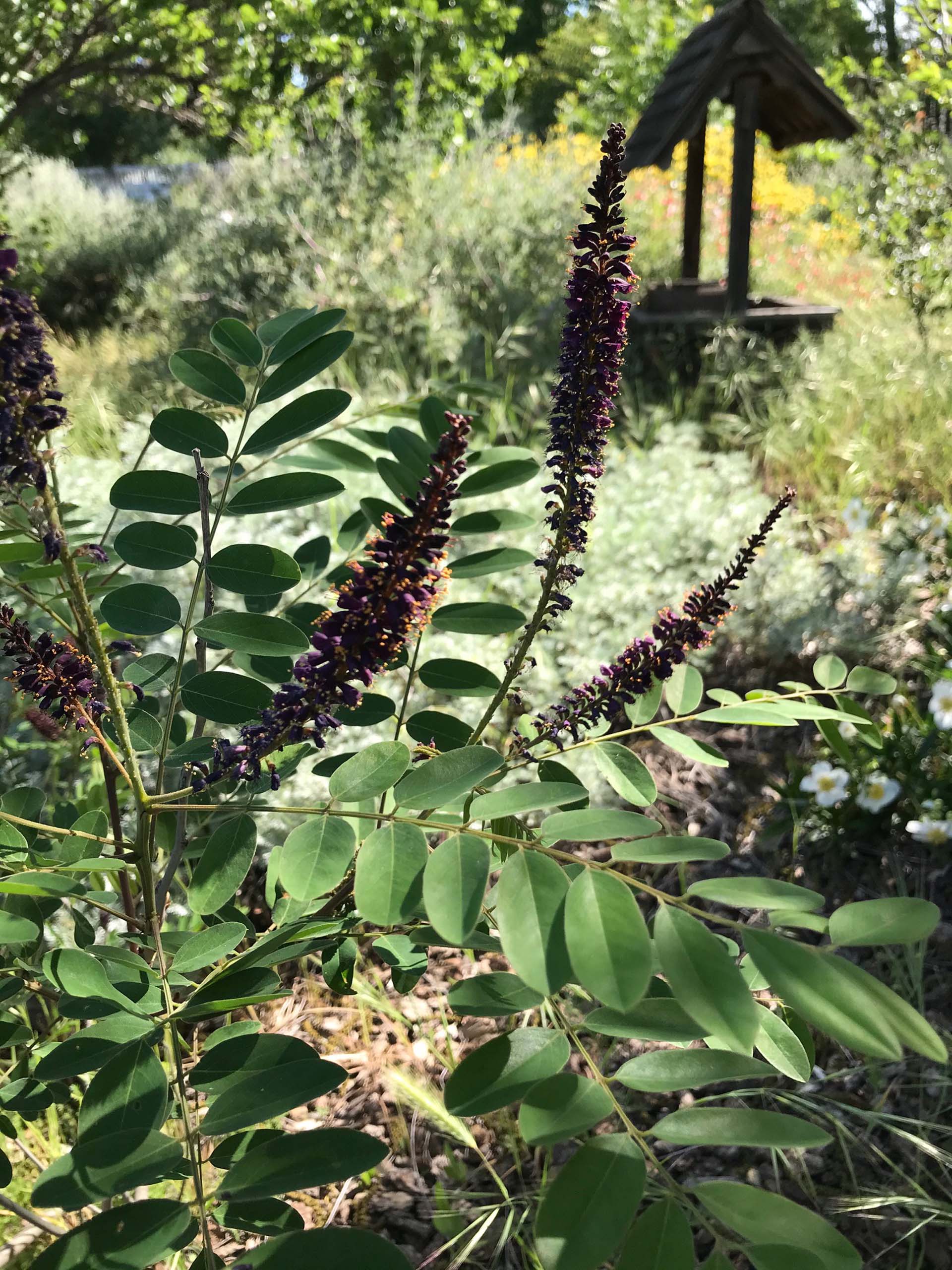 California false indigo. S. Libonati. Barnes.