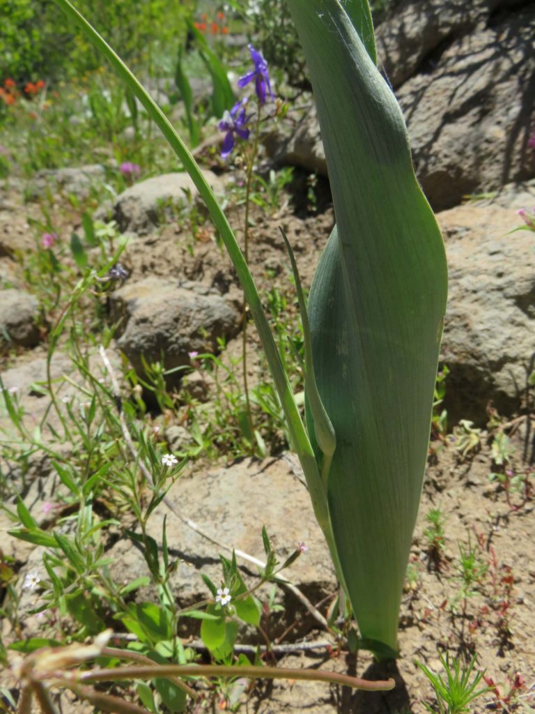 Greene's mariposa lily in bud. J. Thesken.