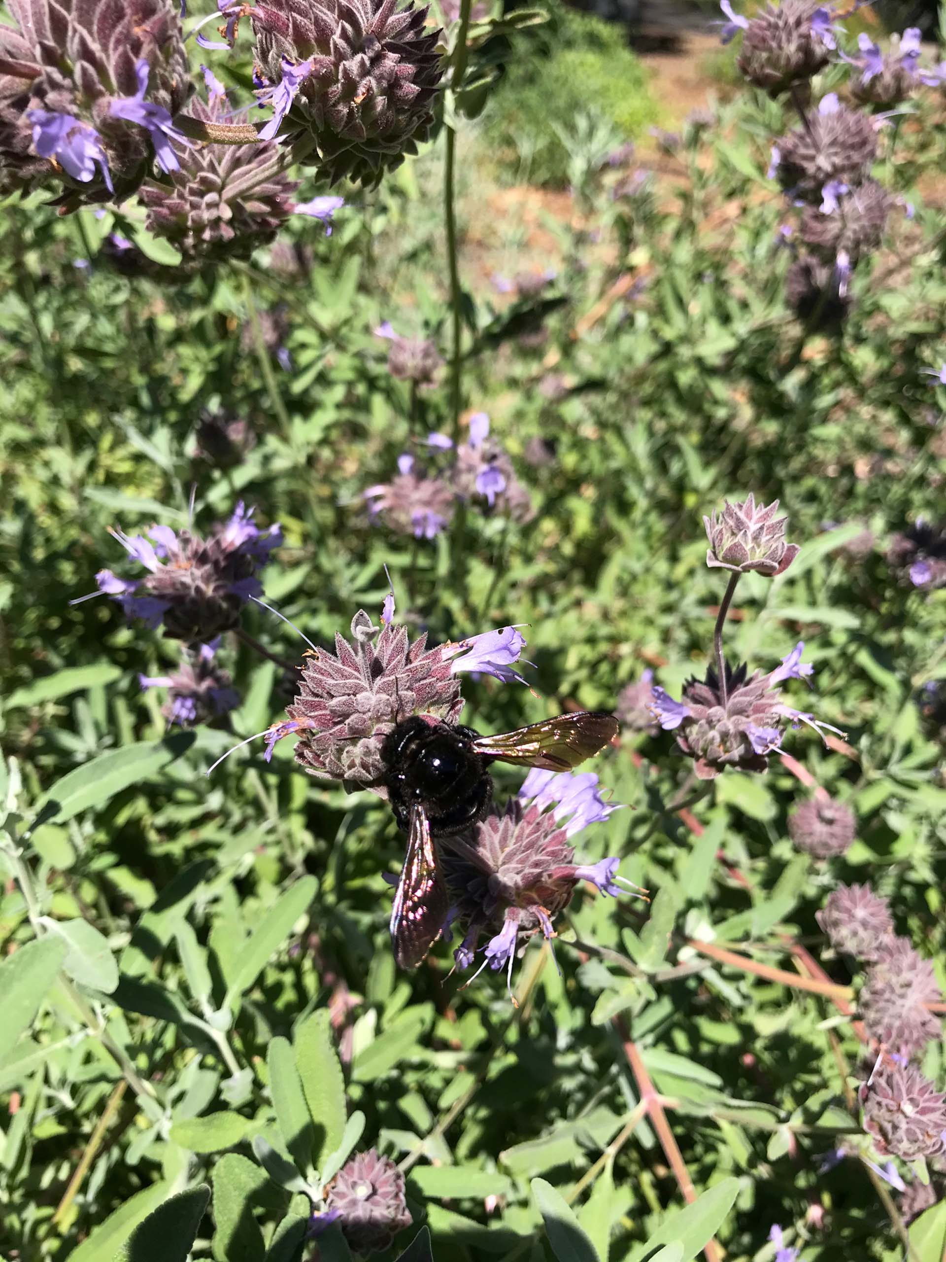 Carpenter bee on Cleveland sage. S. Libonati-Barnes.