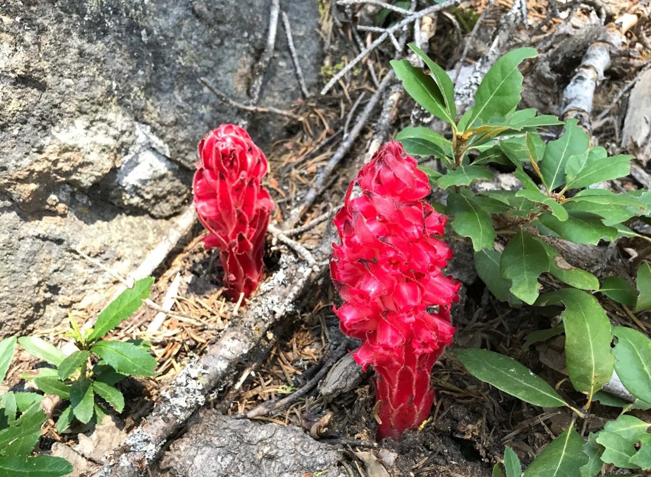 Snowplant. S. Libonati-Barnes.