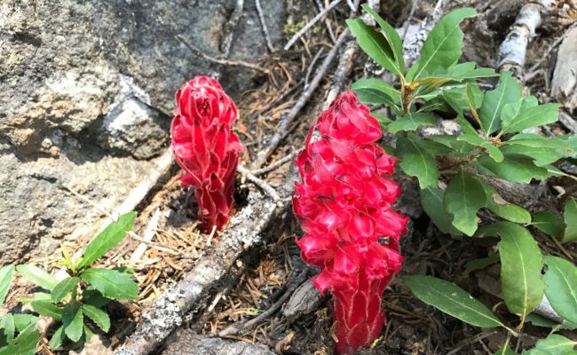 Snowplant. S. Libonati-Barnes.