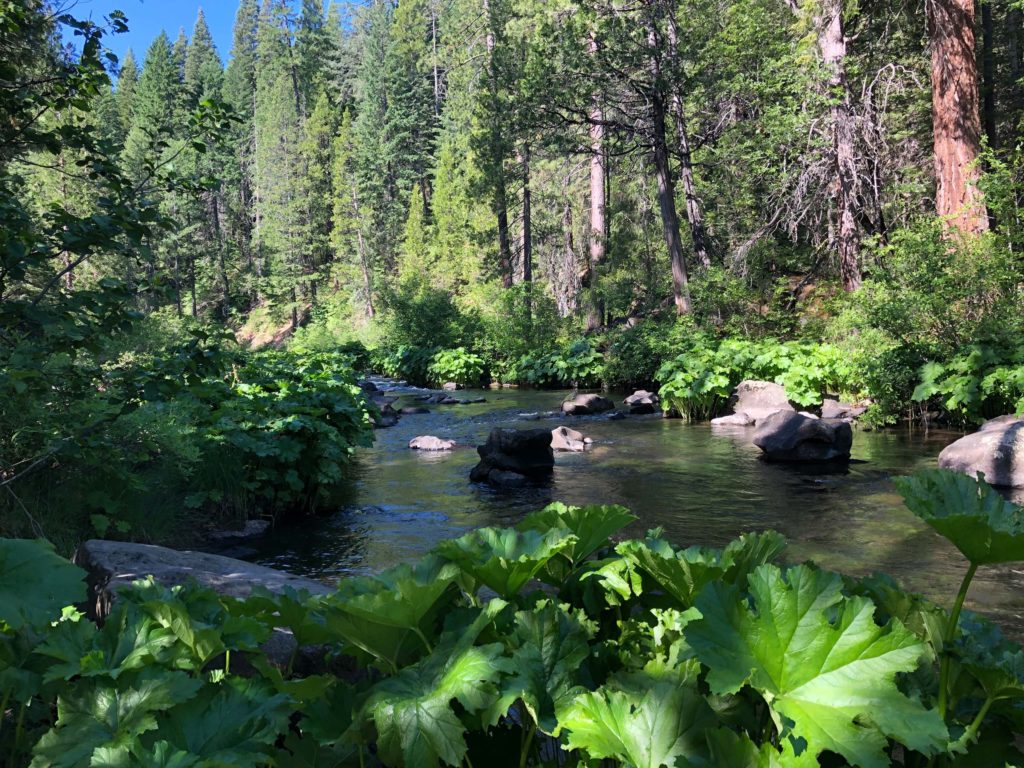 McCloud River. C. Harvey.