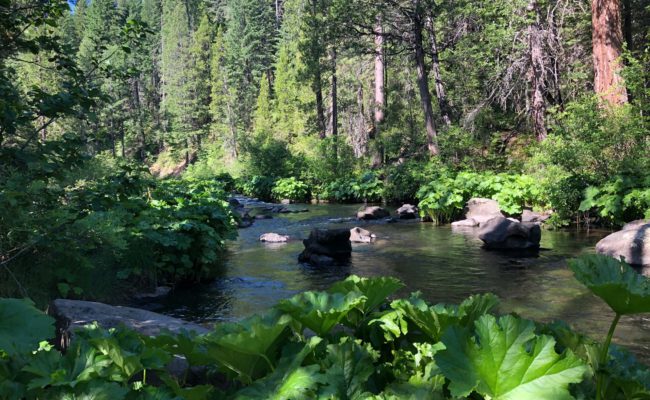 McCloud River. C. Harvey.