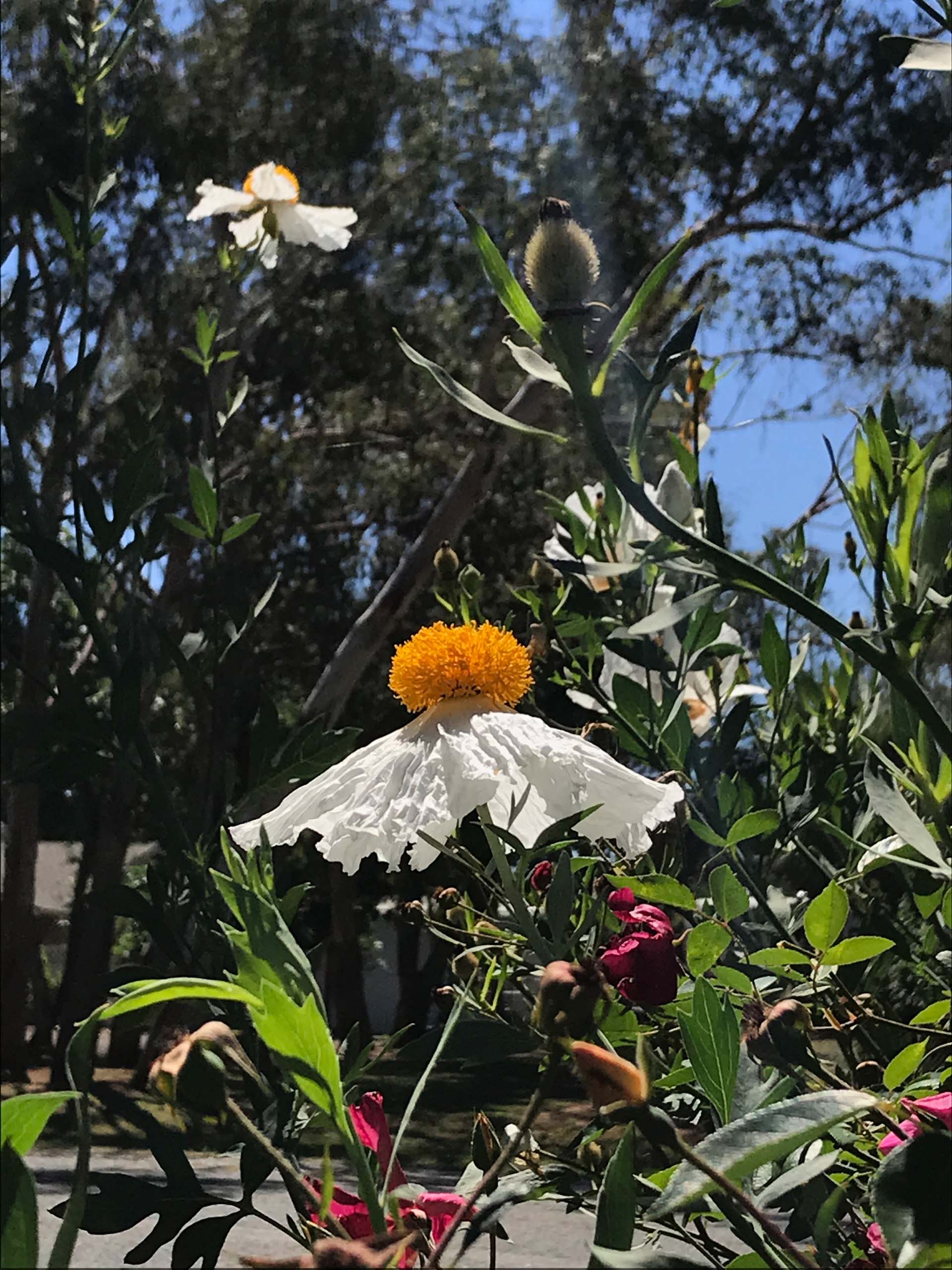 Matilija poppy. S. Libonati-Barnes.