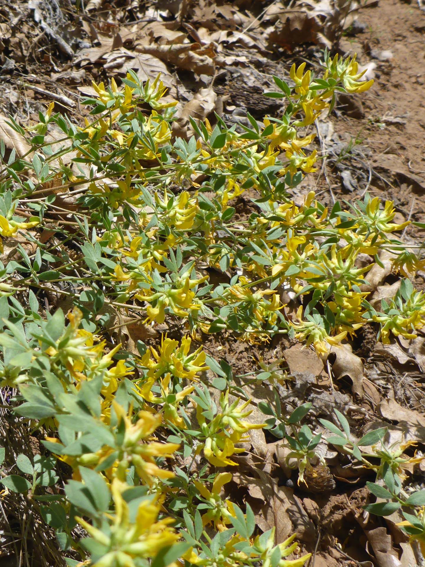Sierra Nevada lotus. D. Burk.