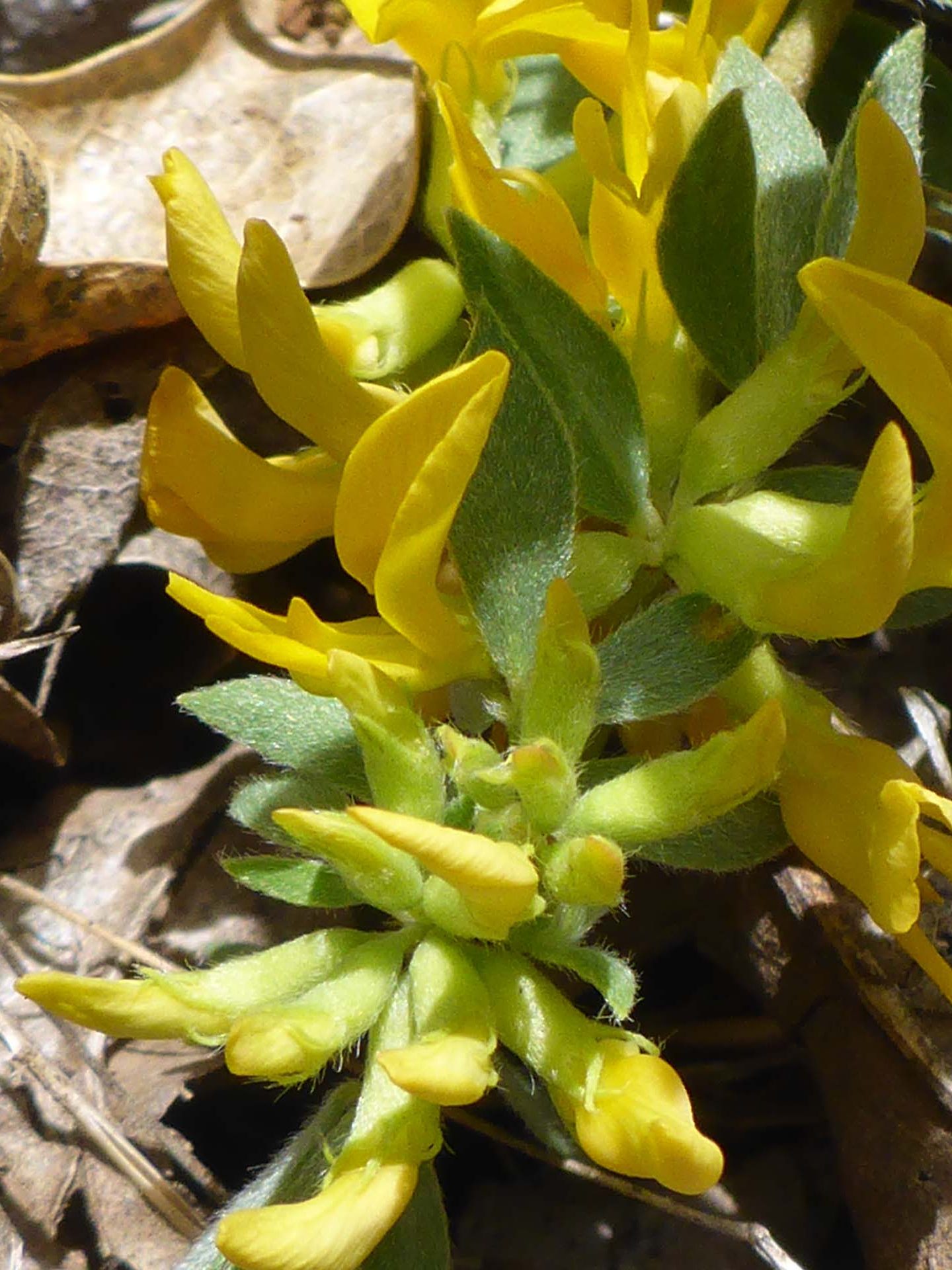 Sierra Nevada lotus close-up. D. Burk.