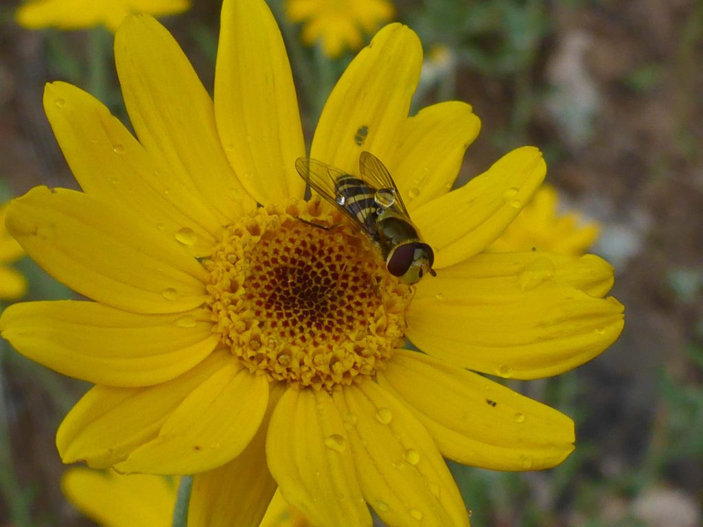 Woolly sunflower and syrphid fly. D. Burk.