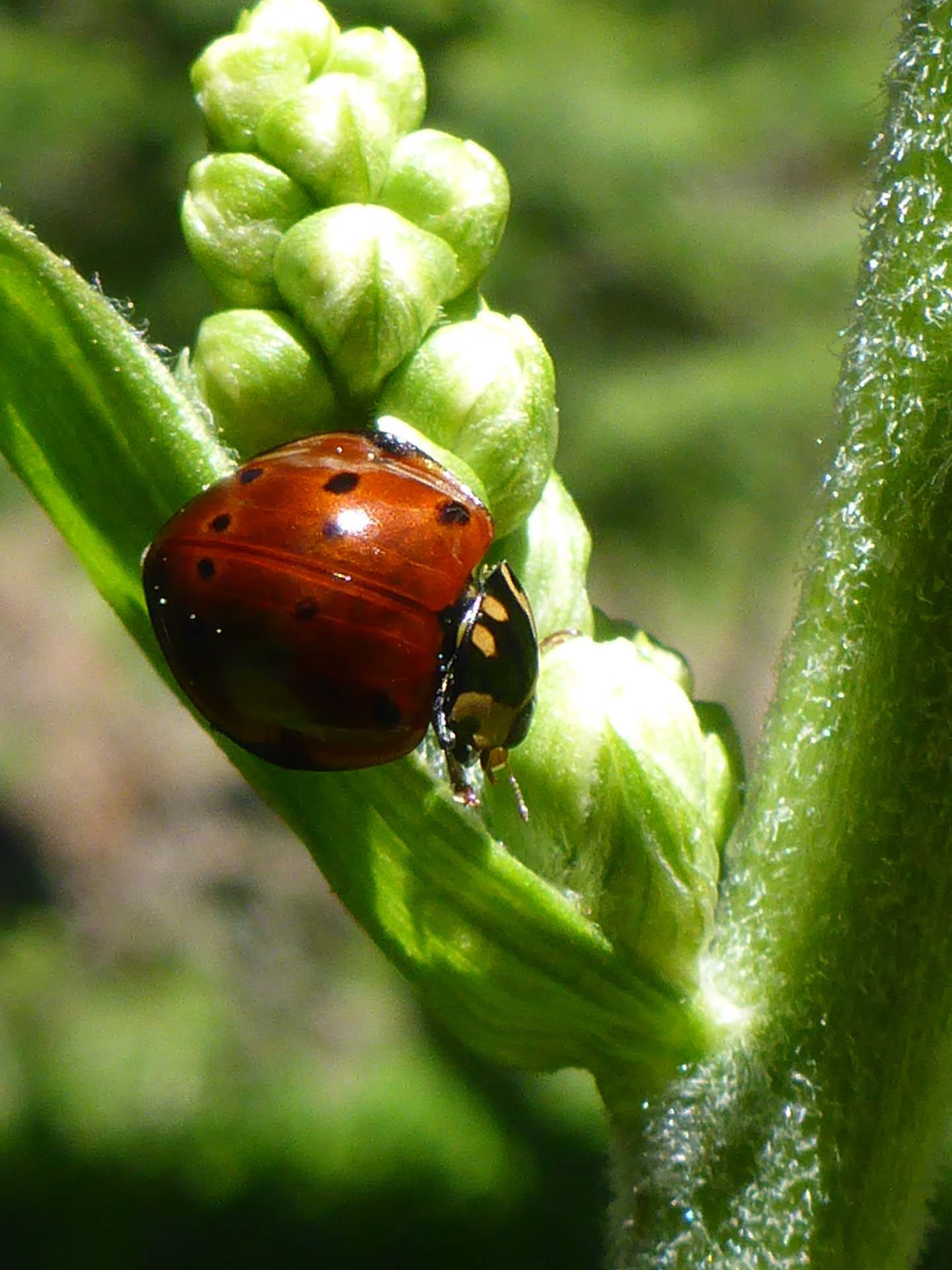 Ladybug on California corn lily. D. Burk.