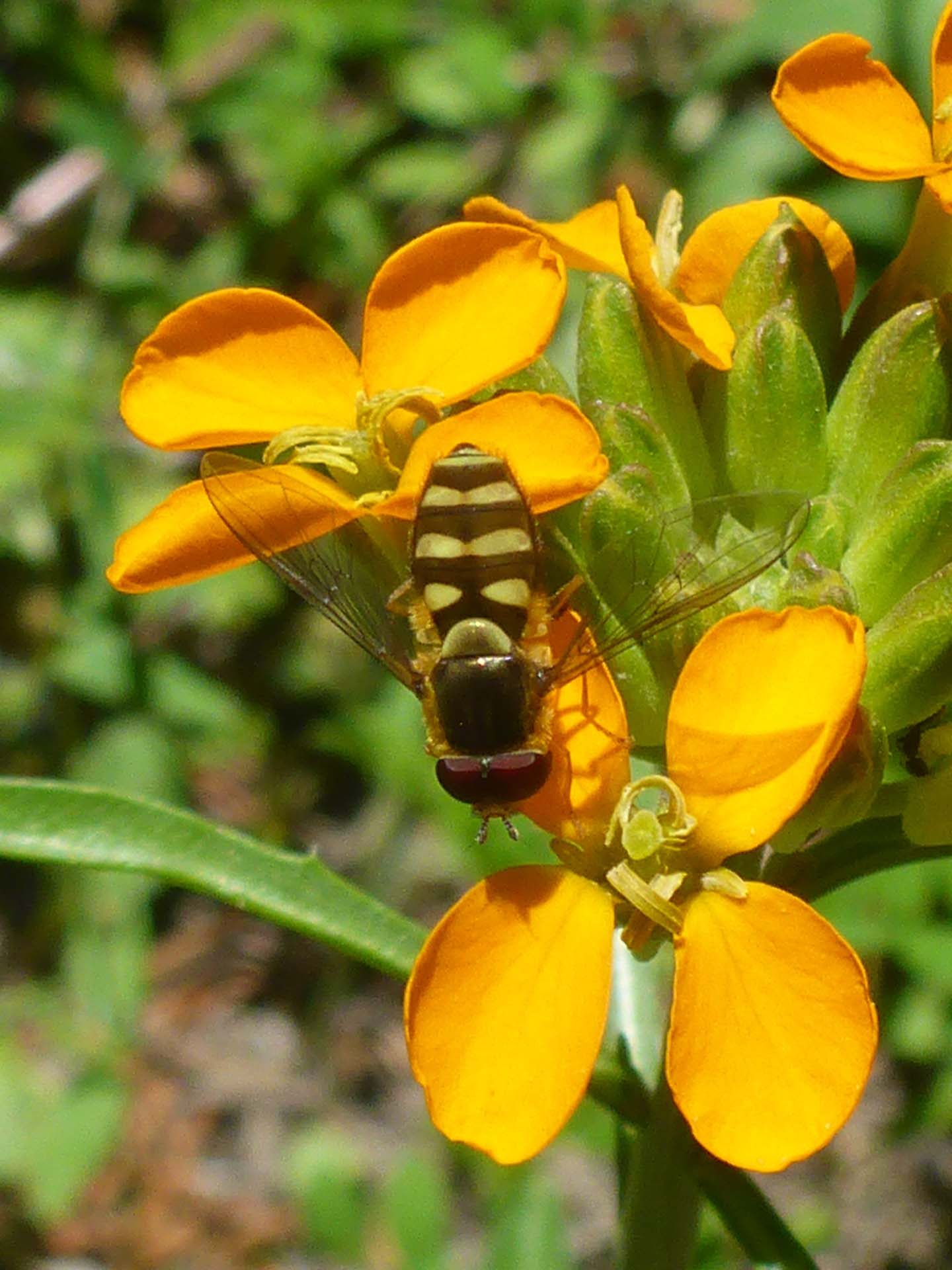 Western wallflower and syrphid fly. D. Burk.