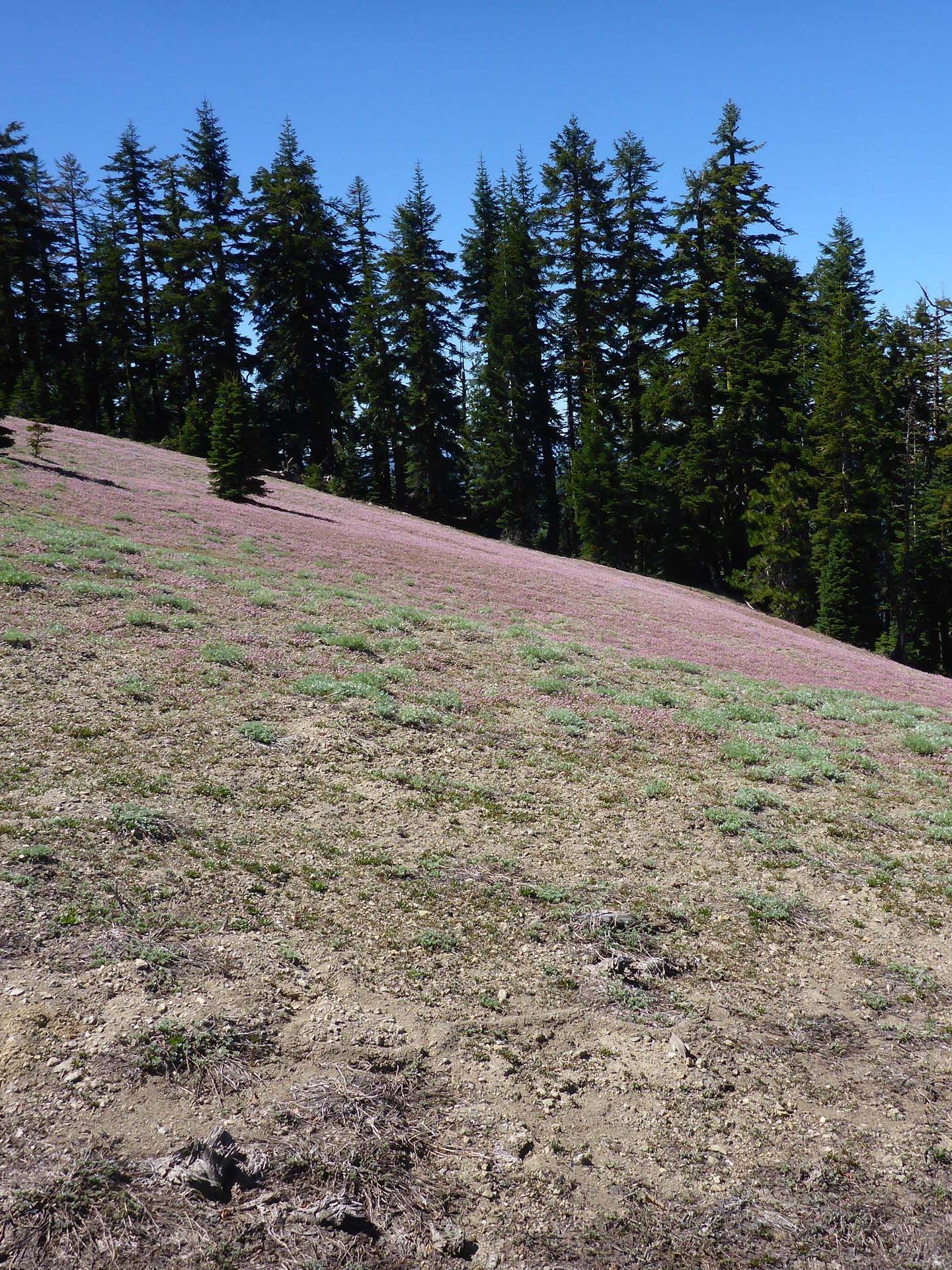 Slope full of one-seeded pussypaws. D. Burk.