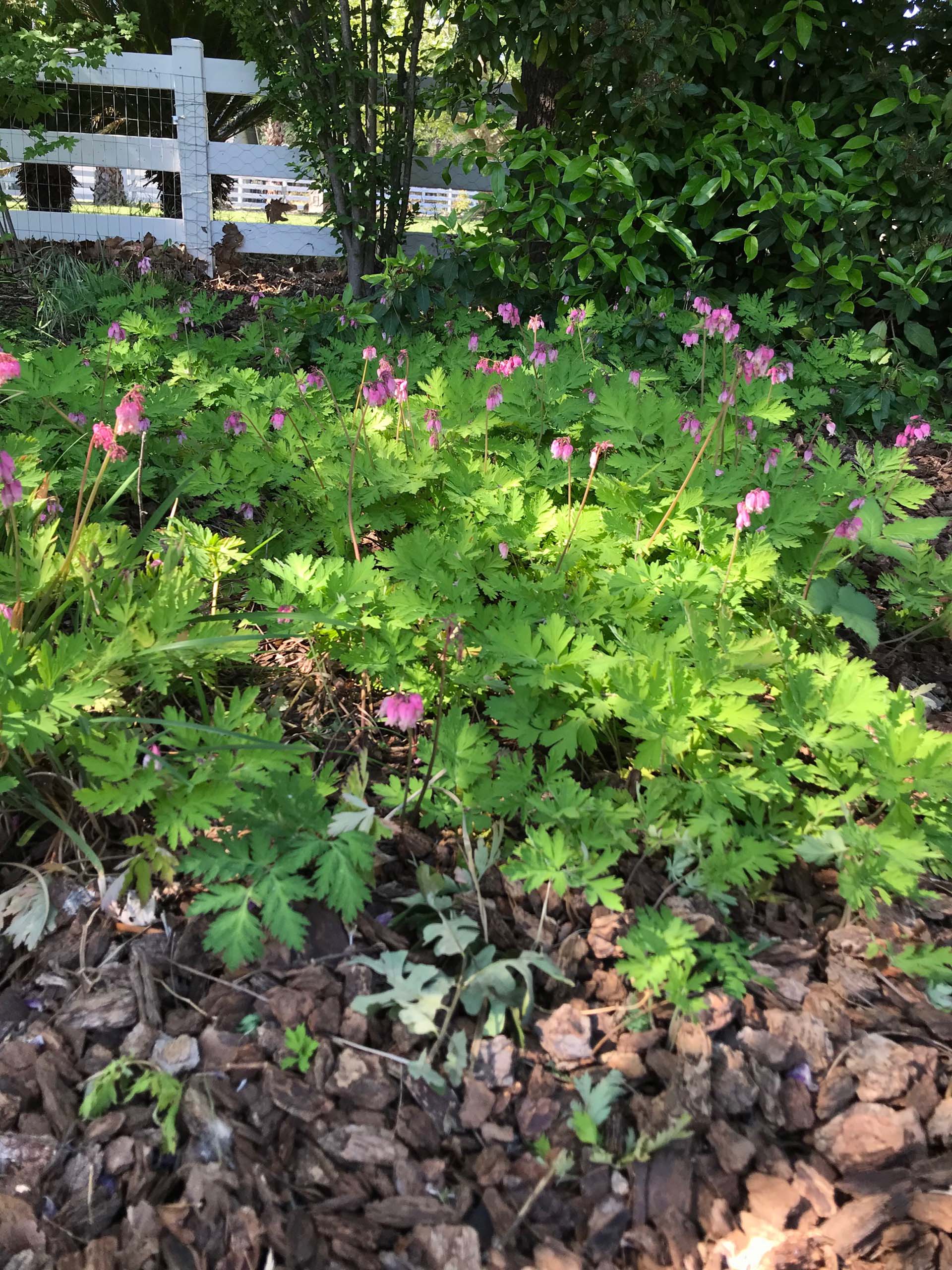 Pacific bleeding heart. S. Libonati-Barnes.