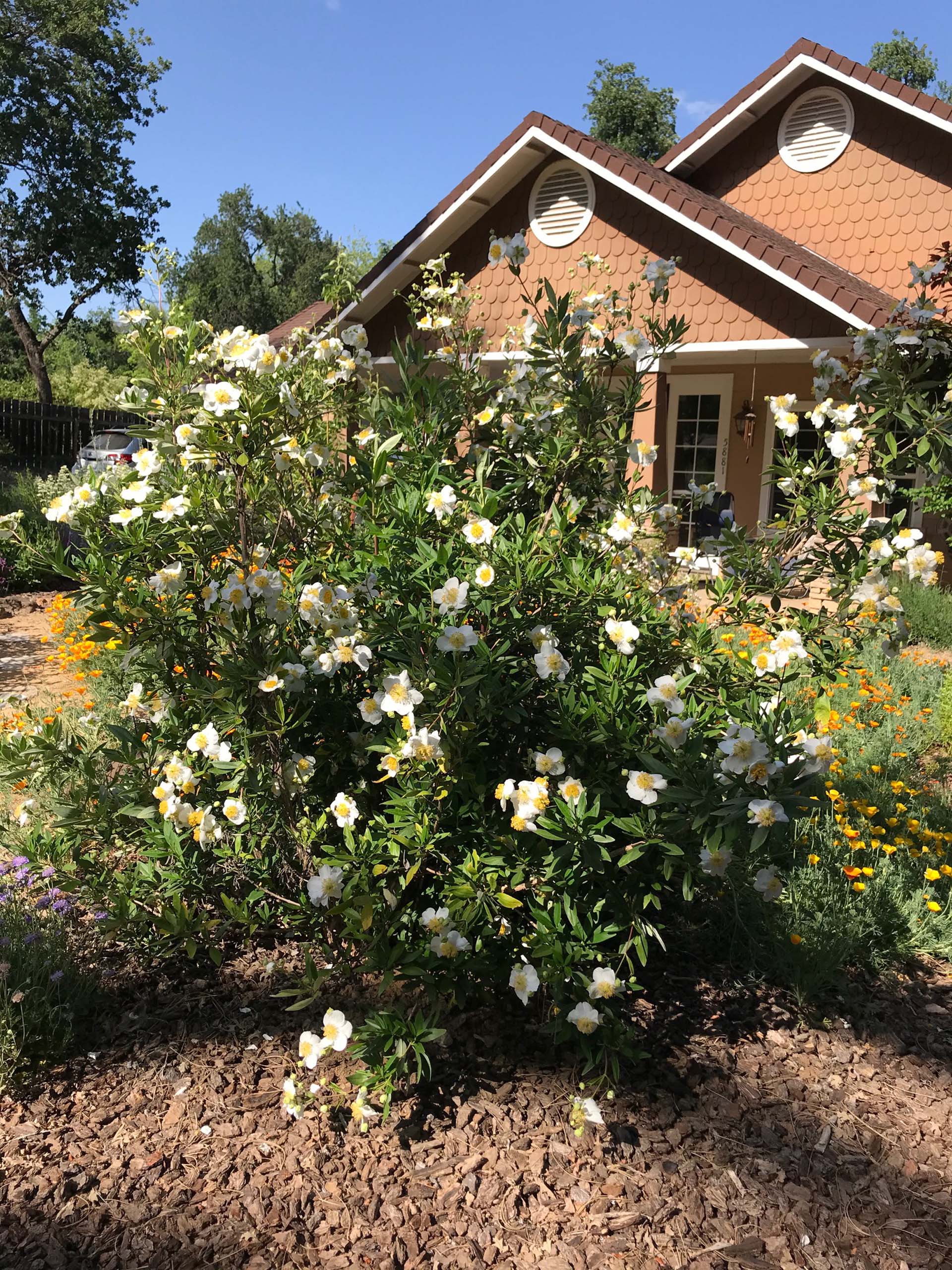 Tree anemone. S. Libonati-Barnes.