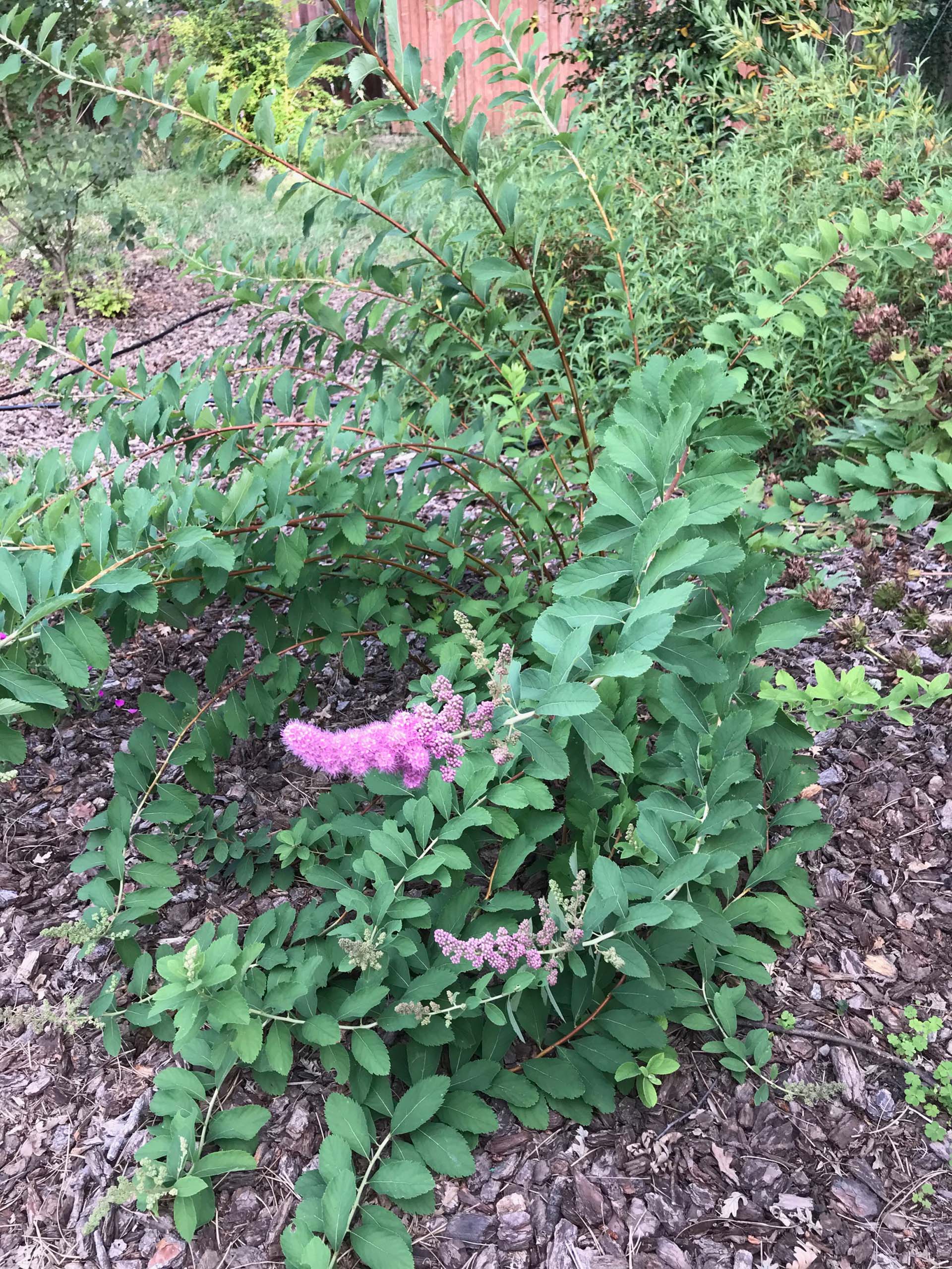 Western spirea. S. Libonati-Barnes.