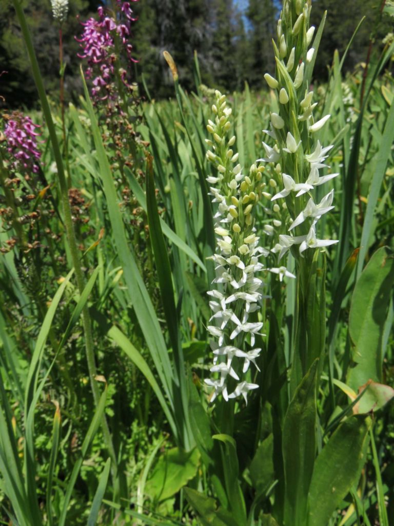 White bog orchid. J. Thesken.