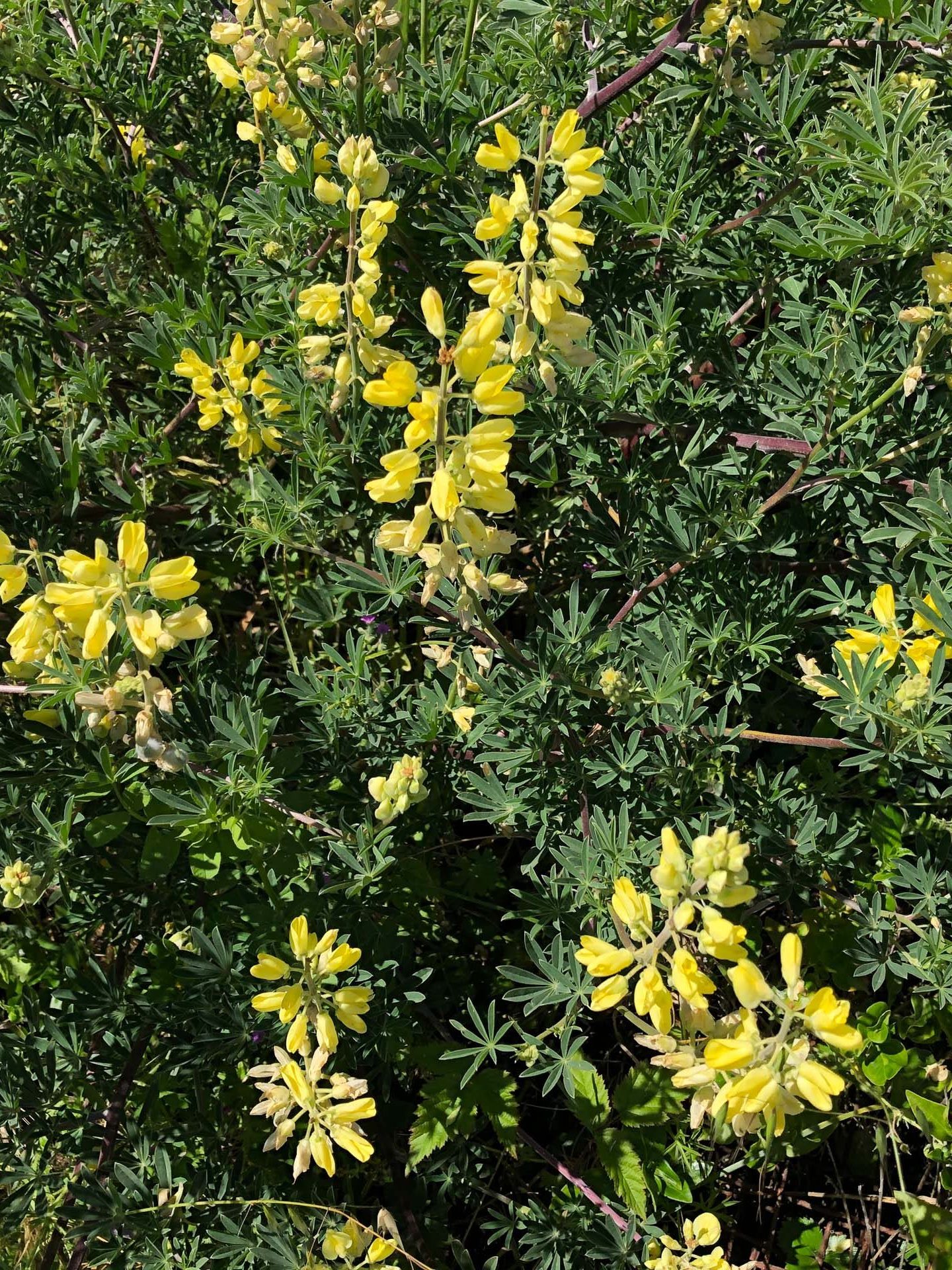 Yellow bush lupine. C. Harvey.