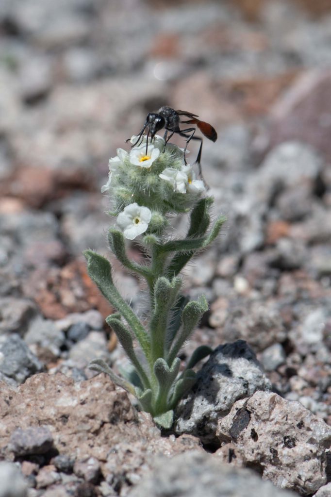 Schoolcraft's cryptantha and wasp. G. Lockett.