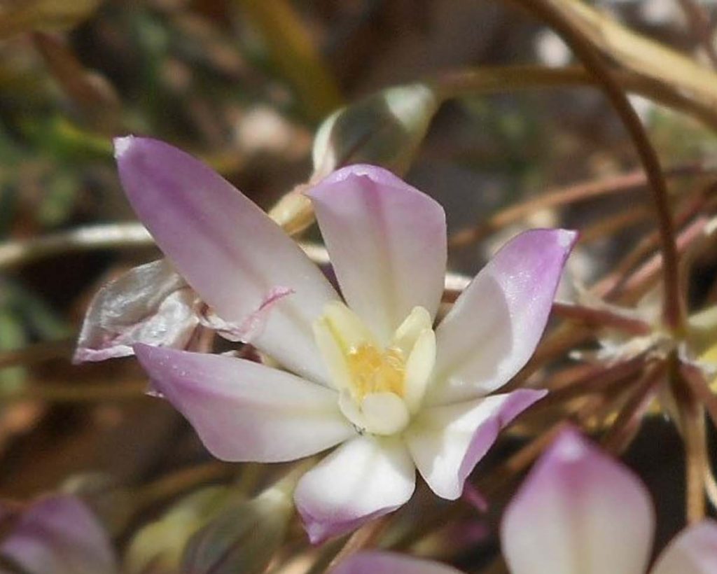 Sulphur Creek brodiaea. D. Ledger.