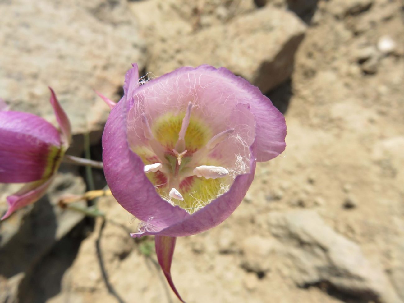 Greene's mariposa lily. J. Thesken.