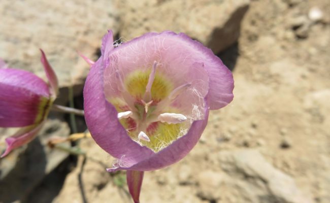 Greene's mariposa lily. J. Thesken.