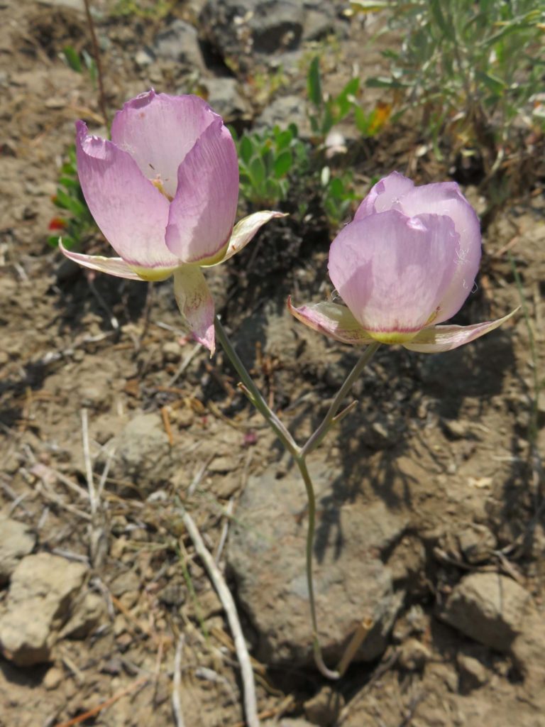 Greene's mariposa lily. J. Thesken.